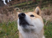 开云在线直播-从安第斯山脉到安菲尔德，加克波如何用美国力克智利式的坚韧，在欧冠半决赛接管比赛